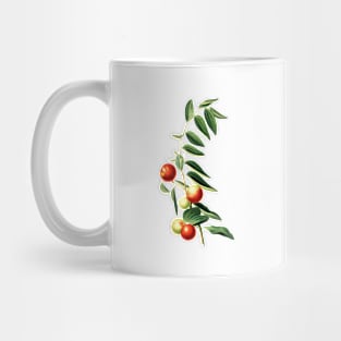 Vintage Botanical Illustration - Chinese Jujube 139 Mug